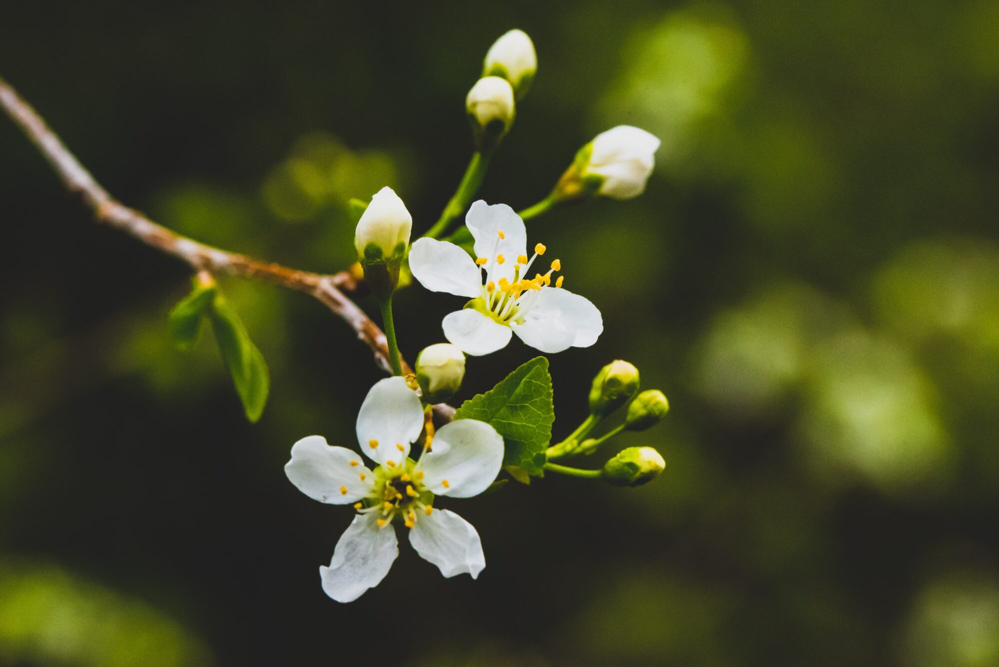 Time Warner Cable Supports Garden Dig-In