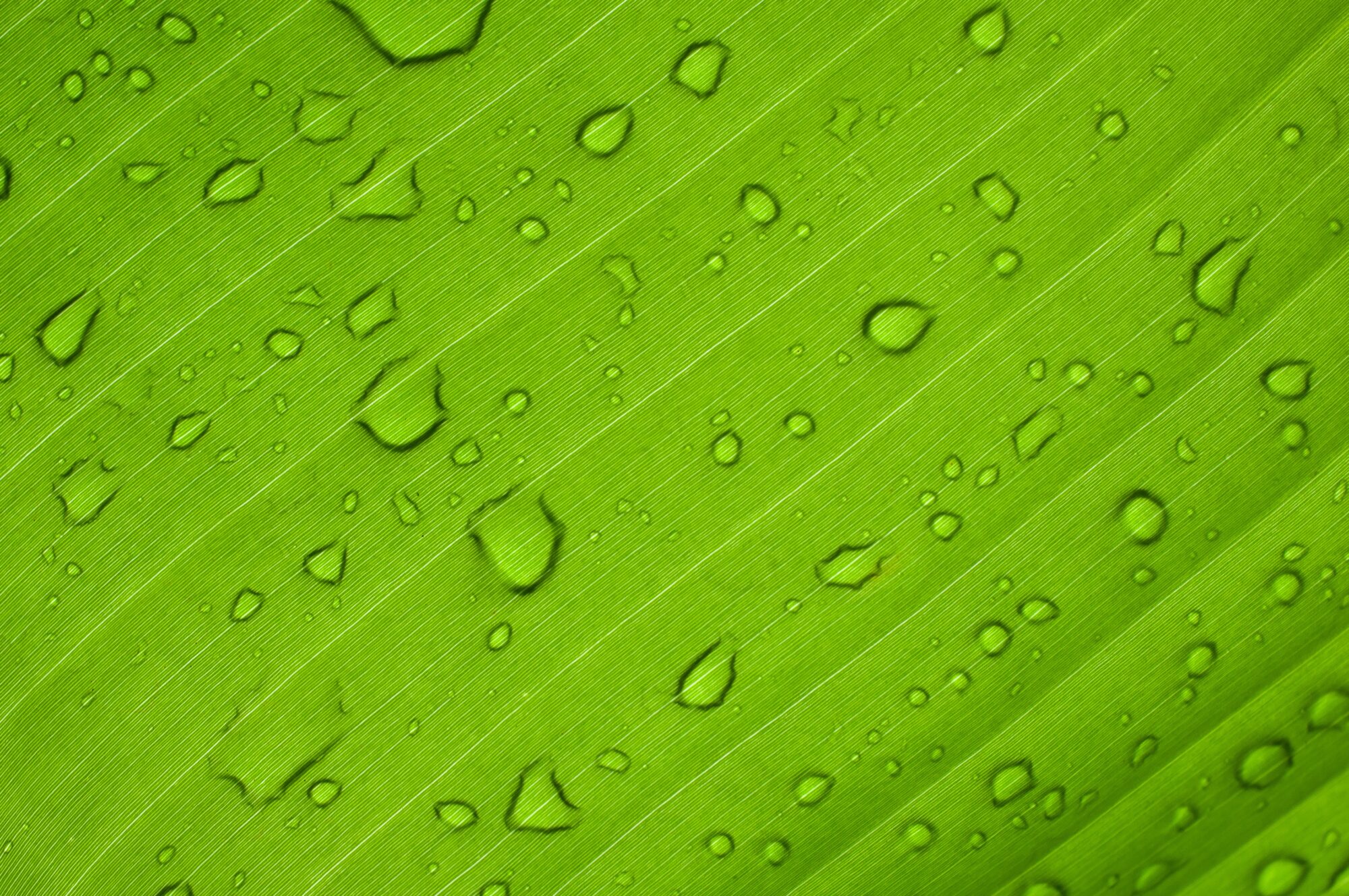 EcoRise Joins Austin Green Business Leaders