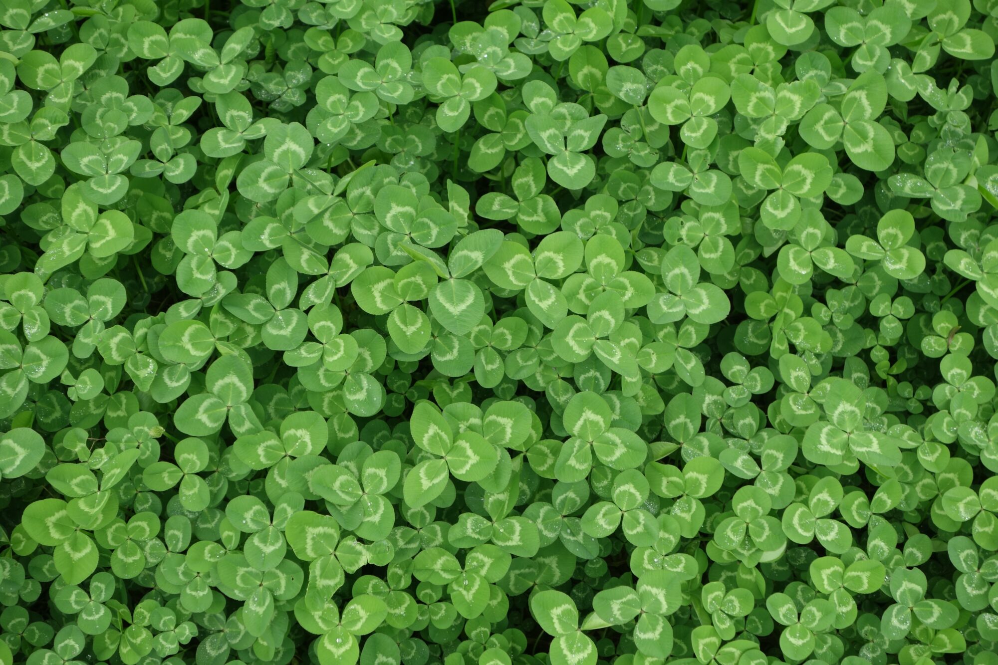Sustainable Intelligence FTW…For The World!