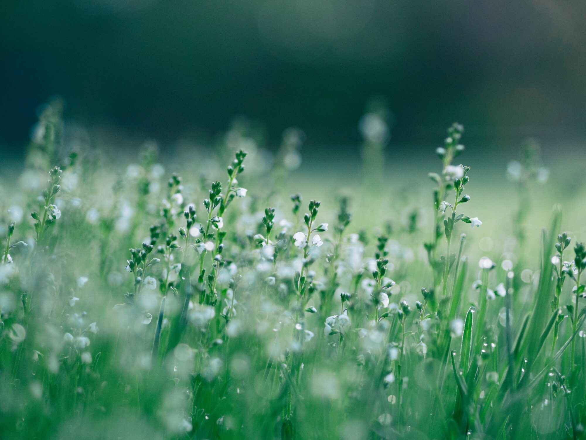 Joining Hands: EcoRise Aims For Global Partnerships In Sustainability Education
