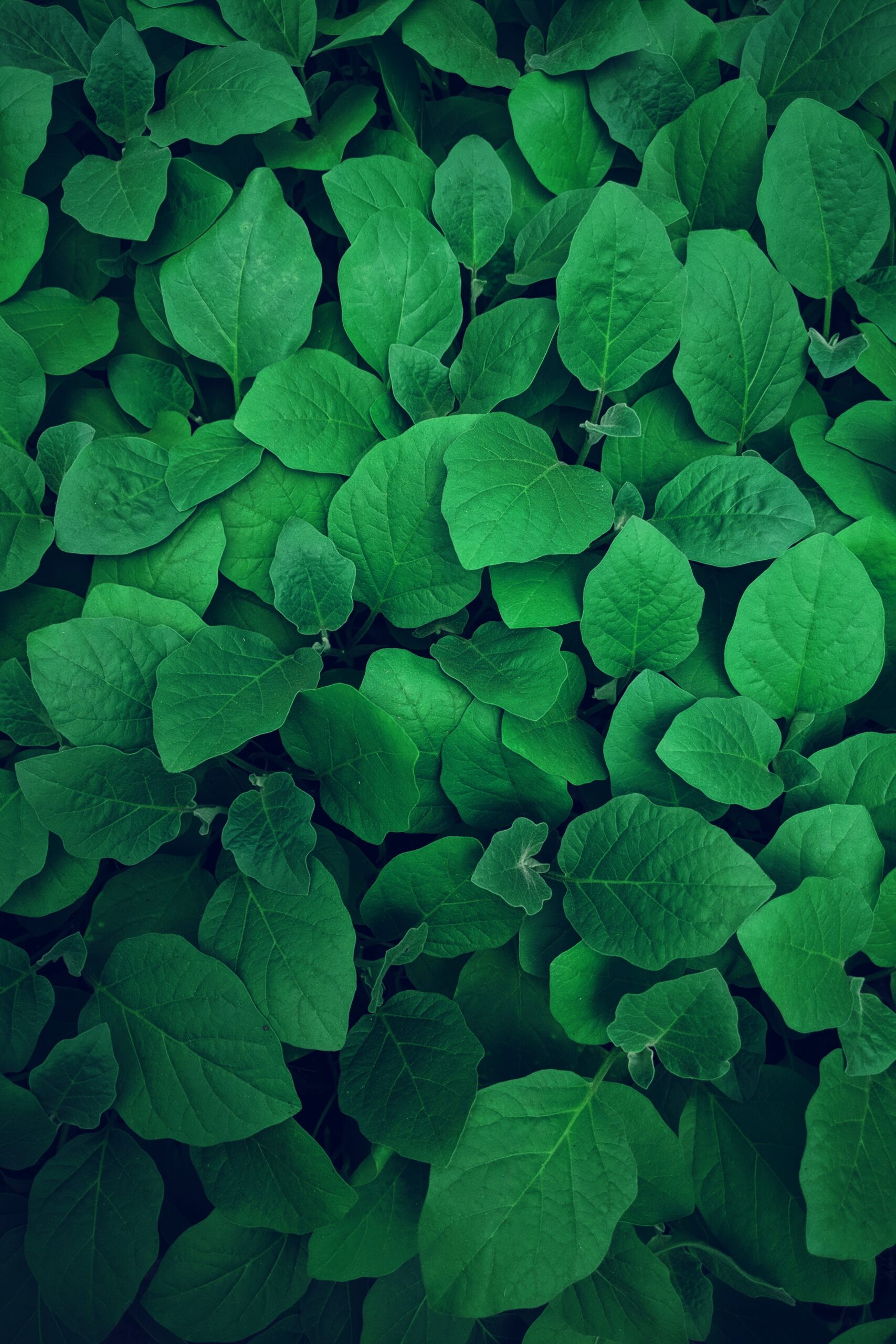 EcoRise and Sun Club Team up to Educate Students About Sustainability