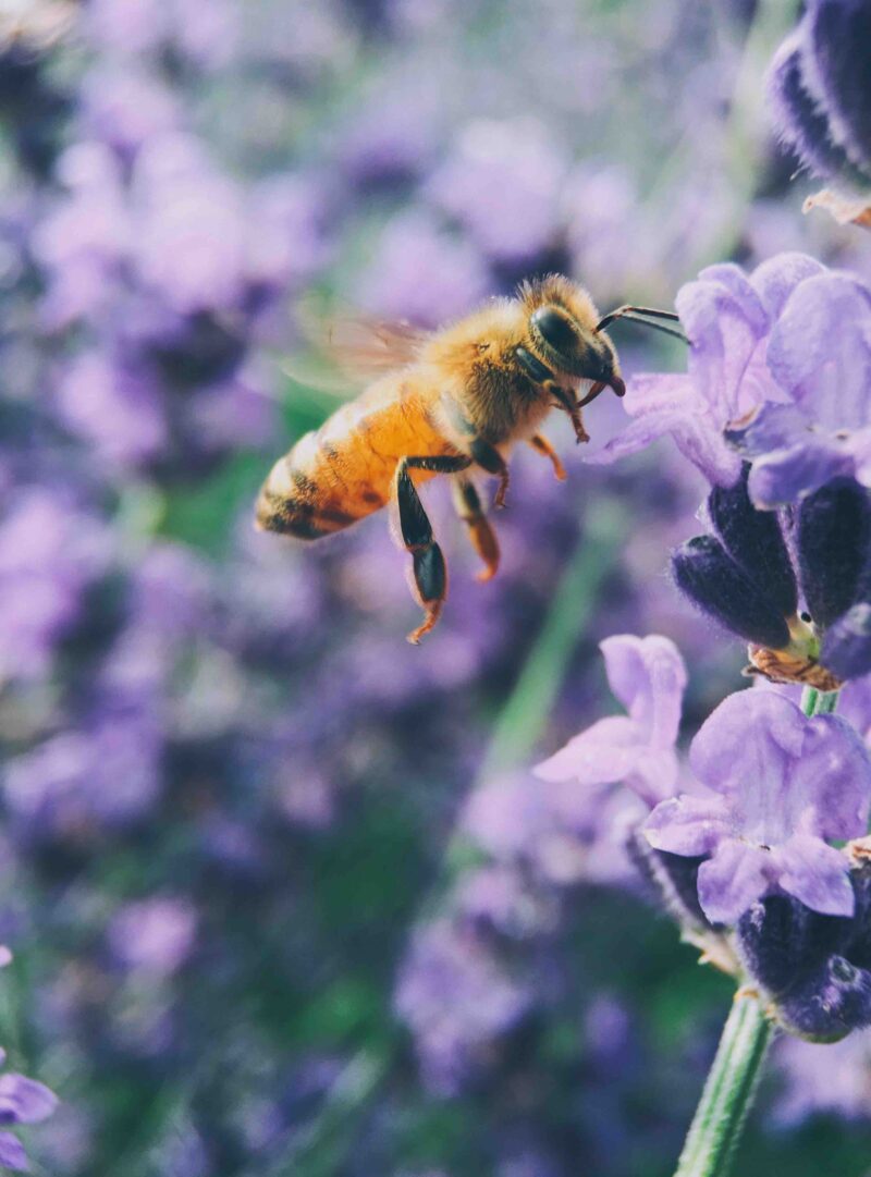 Bright Green Bees + TOMS