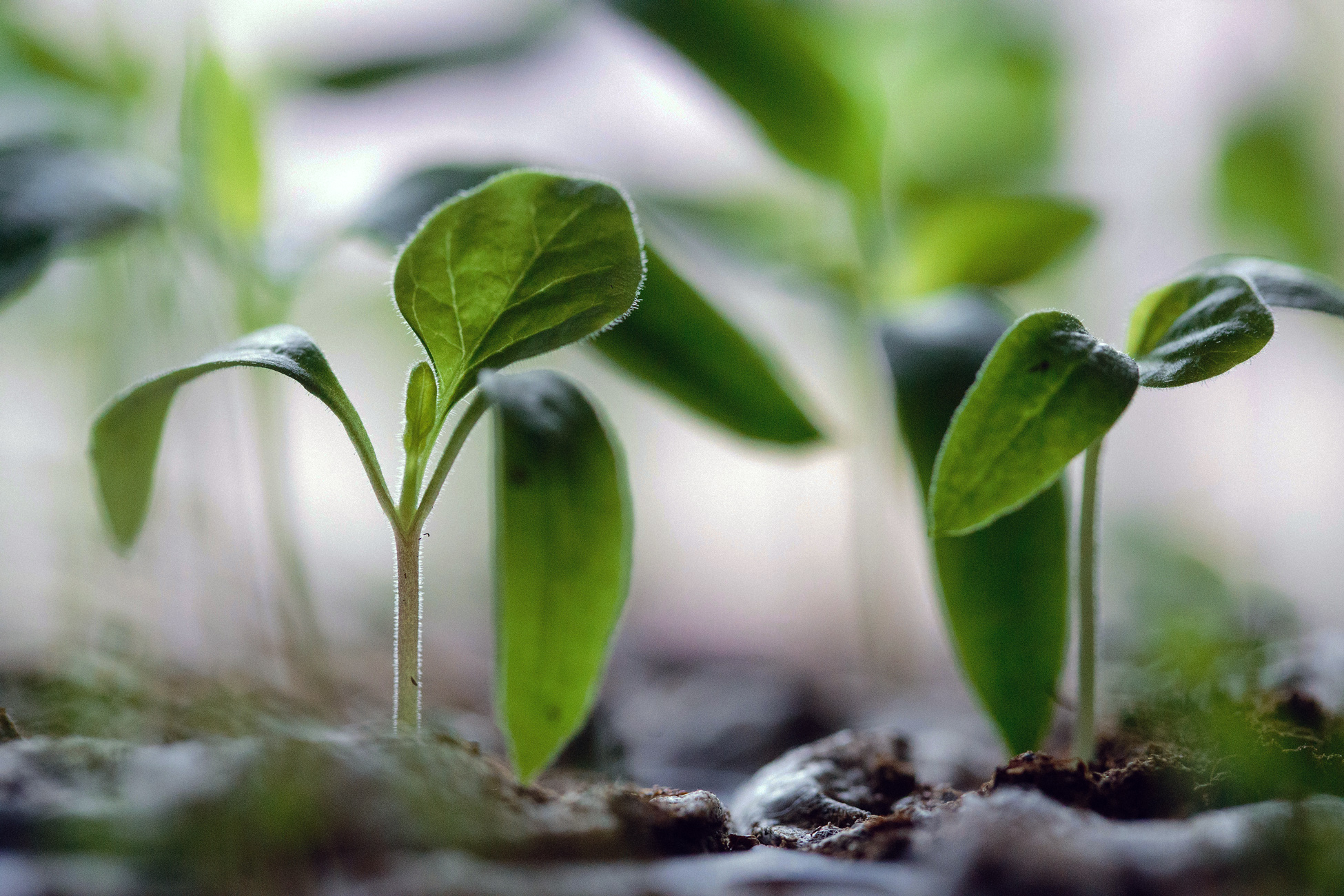 Resilience, Compassion, and COVID-19: Updates from EcoRise