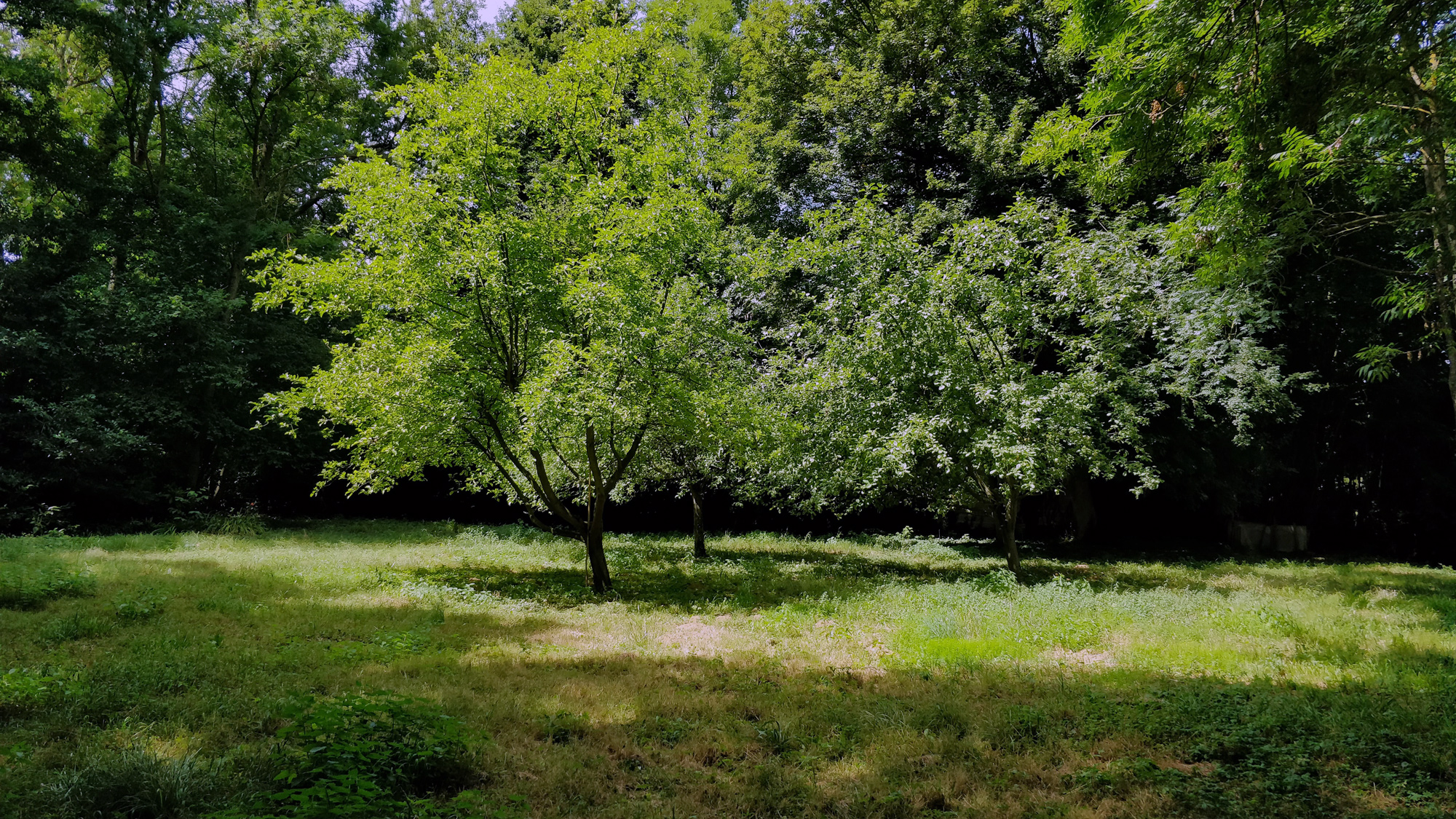 TreeFolks & EcoRise Provide Free At-Home Curriculum