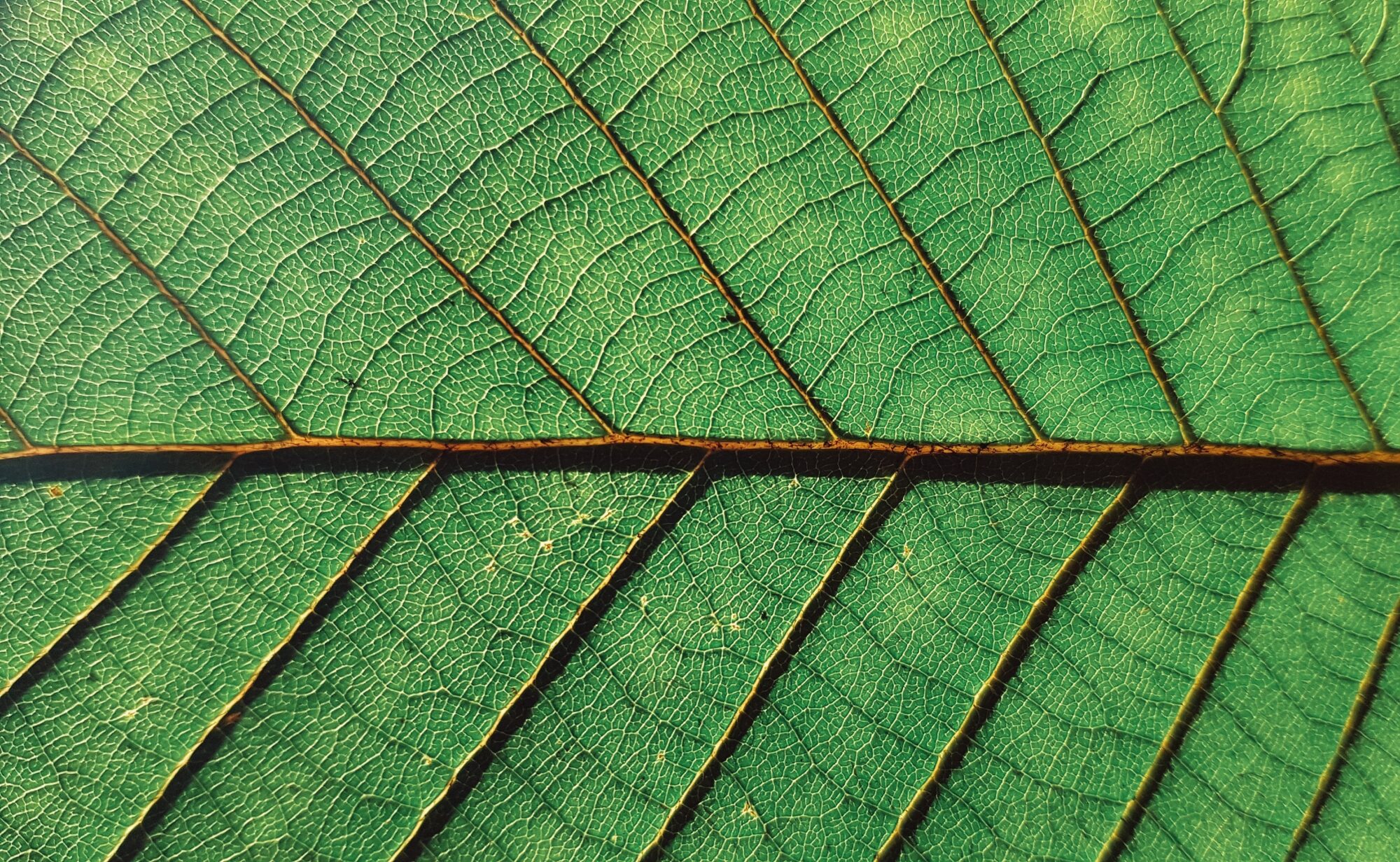 EcoRise, Google, and CHPS Announce Curriculum Development Partnership