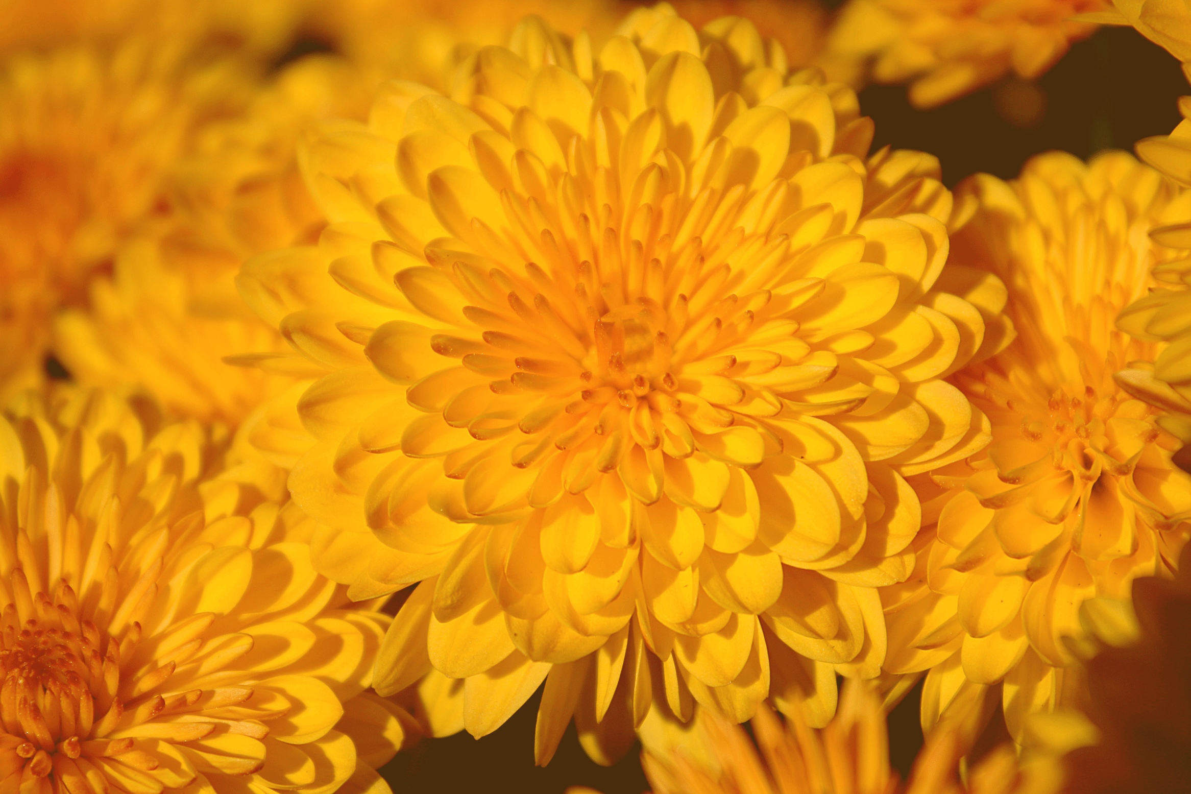 A Token of Gratitude: Our Annual Impact Report is here!