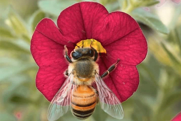Reflowering the KHS Apiary