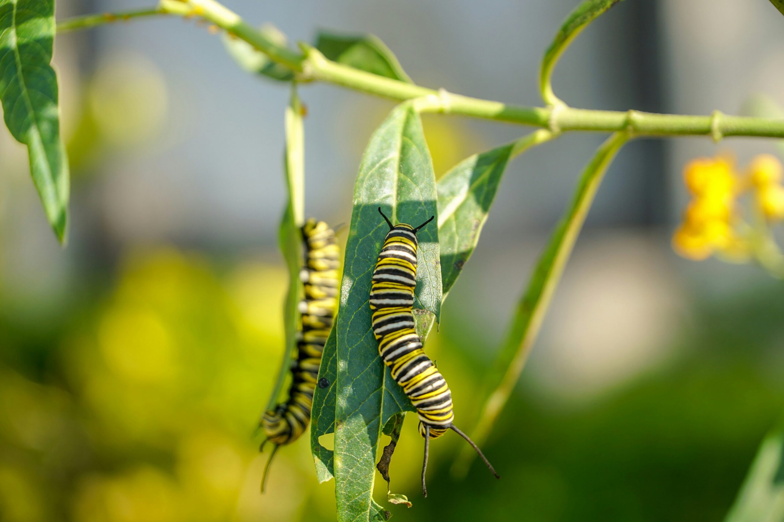 Twenty Monarch Caterpillars and Lessons That Stick