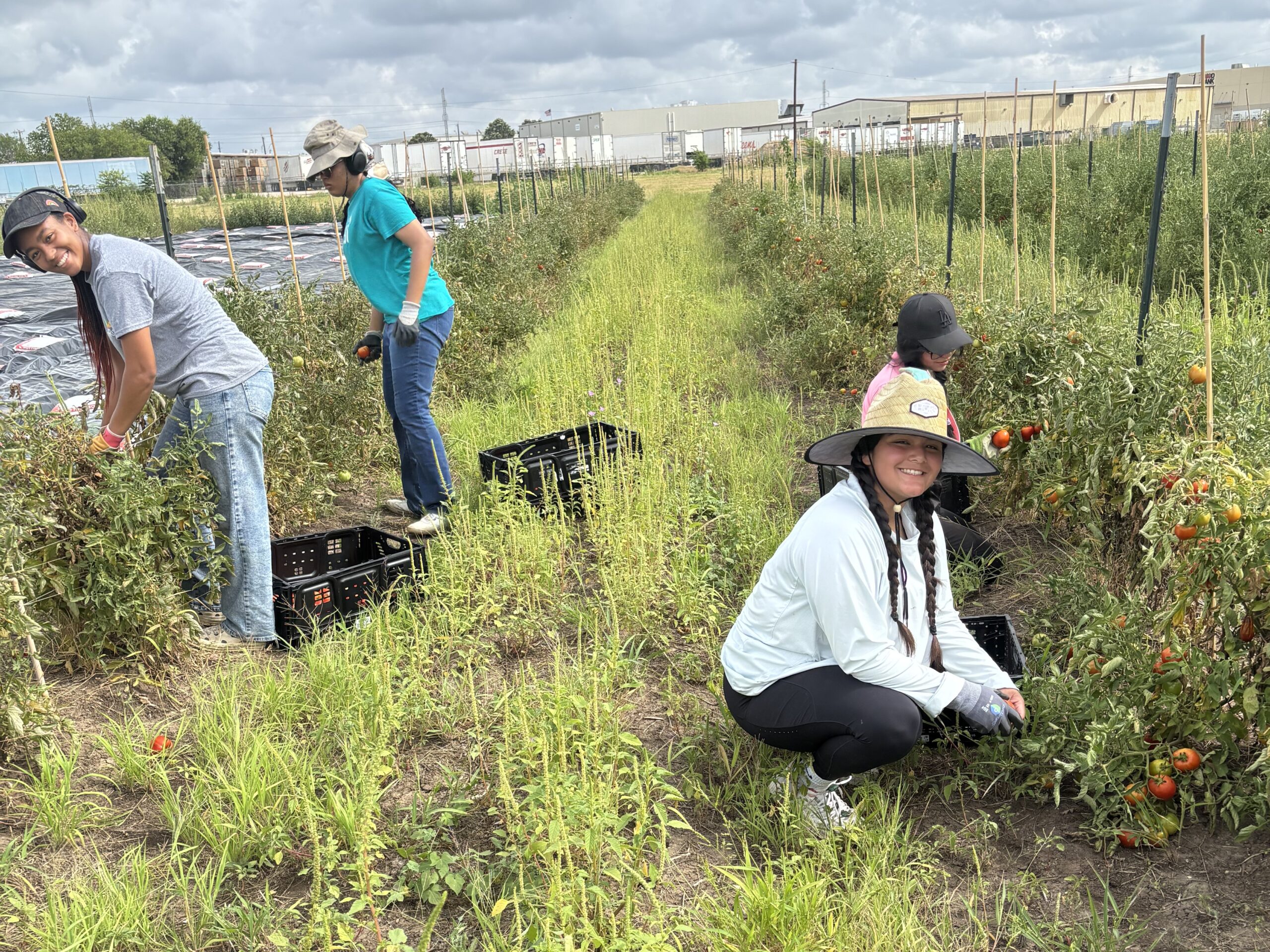 San Antonio Food Bank interns harvesting tomatoes.